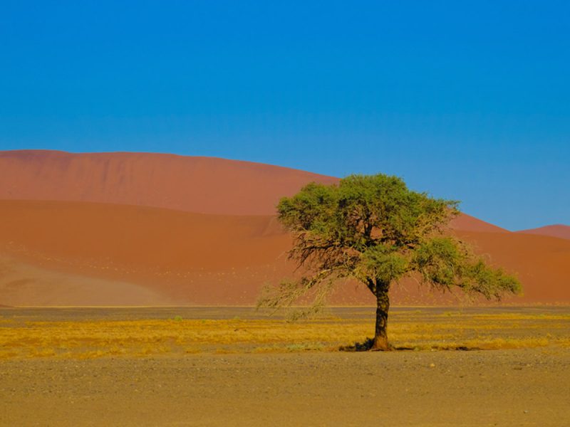 أشهر أسماء نباتات الاقليم الصحراوي