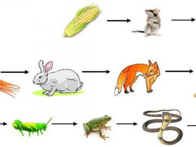 أي من الكائنات الحية التالية يمثل المستهلك الأول، في الطبيعة
