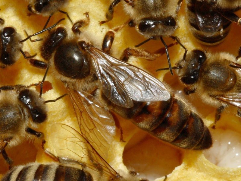 اهم فوائد غذاء ملكات النحل مع العسل