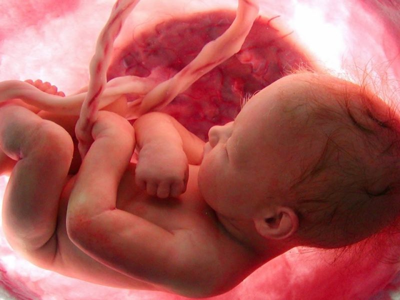 مقال عن مراحل نمو الجنين مفصل
