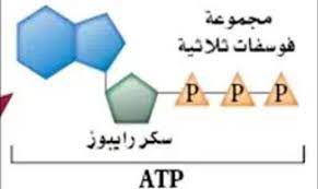 ما الاهمية الحيوية لجزيء atp خلايا المخلوقات الحيه
