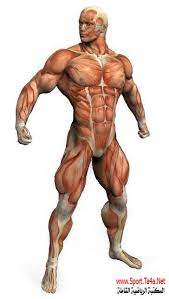 هي أقصى قوة يمكن أن تنتج عن وجود عضلة واحدة أو حتى مجموعة كبيره من العضلات التي توجد في الجسم